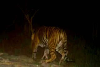 Movement of tiger in Koriya