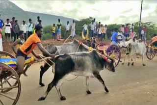 மாட்டுவண்டி பந்தயம்