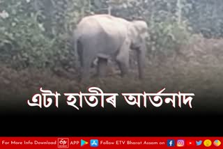 Injured wild elephant roaming in Rajapara Boko