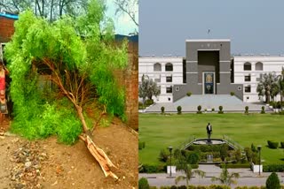 Gujarat High Court : 1200 વૃક્ષ કાઢી નાખતા ટીપી સ્કીમ પર હાઈકોર્ટે લગાવી રોક