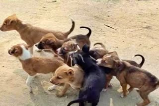 brutally killed 7 puppies in gwalior