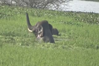 wild-elephants-enjoying-in-koranur-lake