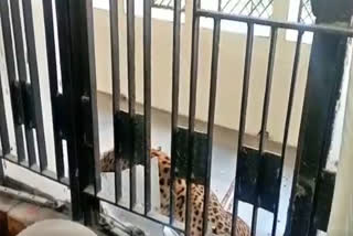 leopard enters Ghaziabad District Court Premises