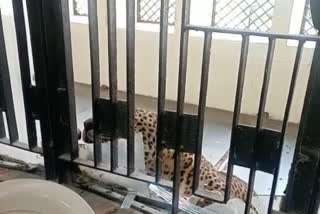 leopard attack in ghaziabad court