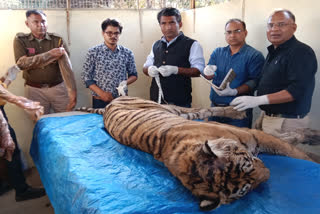 Tigress T 19 aka Krishna died in Ranthambore, know the reason