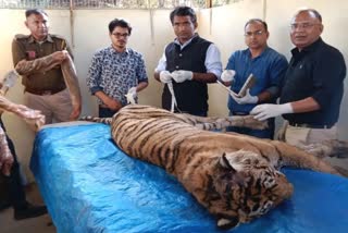 Tigress T 19 aka Krishna died in Ranthambore, Reason of death of Tigress T 19 in Ranthambore