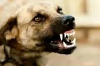 Stray Dog Killed Child : પલસાણાના કારેલીમાં રખડતા શ્વાનોએ 4 વર્ષના બાળકને ફાડી ખાધો