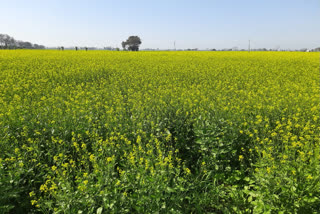 Mustard crop cultivation has increased in Punjab due to rise in edible oil prices