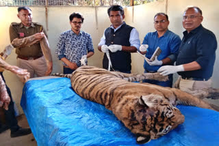 Tigress T19 alias Krishna died in Ranthambore National Park in Rajasthan
