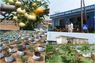 vegetable hospital  പച്ചക്കറിത്തോട്ടം  ആശുപത്രി ടെറസിൽ പച്ചക്കറിത്തോട്ടം  കേരള വാർത്തകൾ  പച്ചക്കറി  കാസർകോട്‌ ജനറൽ ആശുപത്രി  കൃഷി തോട്ടം  ആശുപത്രി ജീവനക്കാർ  vegetable garden  Vegetable garden on hospital terrace  Kasaragod general hospital  vegetable  kerala news  Vegetable garden on Kasaragod general hospital