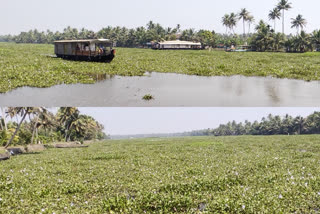 പോള  kayal pola  kayal pola in kottayam vembanattu lake  വേമ്പനാട്ട് കായലിൽ തിങ്ങിനിറഞ്ഞ് പോള  കായൽ പോള  വേമ്പനാട്ട് കായലിലെ പോള  കോട്ടയം ടൂറിസം  ഹൗസ് ബോട്ടുകൾ  ജലഗതാഗത ടൂറിസം  kottayam tourism  water tourism  പോള പ്രതിസന്ധിയിൽ ഹൗസ് ബോട്ടുടമകൾ