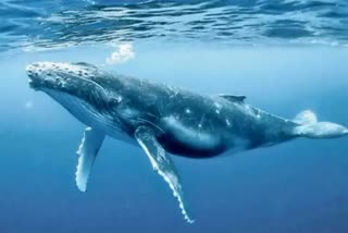 Whale vomit gang arrested news