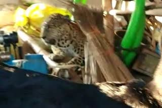 Leopard Found In House