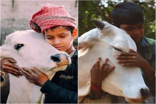 Cow Hug Day on 14 February