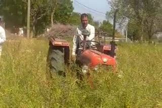 Farmer crushed crops by tractor in Jhunjhunu in protest of no compensation