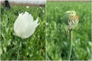 Illegal Poppy Cultivation
