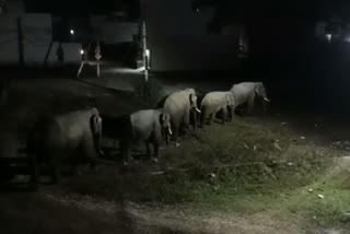 Elephant in Haridwar