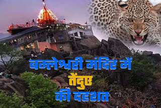 Leopard panic in Dongargarh