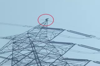 Woman Climbed on High Tension Tower