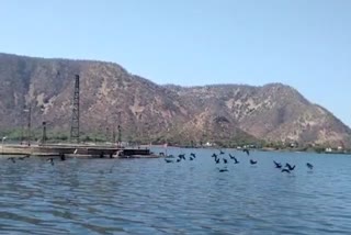 Migratory birds in Siliserh Lake, tourists enjoying the site of these birds