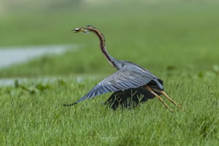 Dhanori wetland international tourist destination