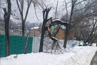 poplar trees causes damage during snowfall
