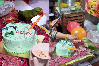 Bihar family celebrates parrot first birthday  celebrates parrot birthday  തത്തയ്‌ക്ക് പിറന്നാൾ ആഘോഷം  തത്തയുടെ പിറന്നാൾ ആഘോഷം  തത്തയ്‌ക്ക് ജന്മദിനം  കേക്ക് മുറിച്ച് ജന്മദിനം ആഘോഷിച്ച് തത്ത  പശുവിന്‍റെ ജന്മദിനാഘോഷം  ജന്മദിനം ആഘോഷിച്ച് ശിവ എന്ന തത്ത  വൈറലായി തത്തയുടെ പിറന്നാൾ ആഘോഷം