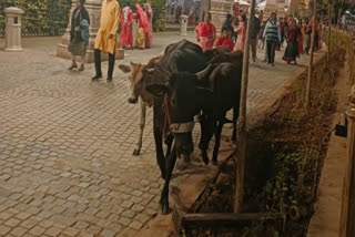 Mahakaleshwar Temple