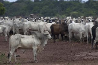 Cow Hug Day வாபஸ் பெற்ற விலங்குகள் நல வாரியம்