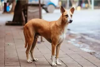 Dog Killed in Jaipur