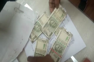 Rajasthan Udaipur bank notes damaged termite infestation