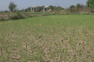 Crops are drying