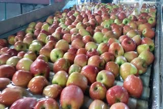 Increase In Prices Of Apples:سیب کی قیمتوں میں اضافہ