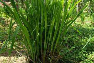 benefits of lemon grass