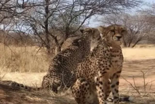 Second batch of 12 cheetahs expected to arrive at Kuno on Feb 18