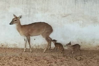 four horned antelope gave birth to two cubs in Nahargarh Biological Park