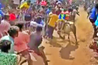 Watch: Bull tramples youth to death in Tamil Nadu