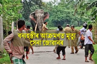 Satgaon elephant attack