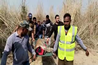 Leopard Trapped in Dolly Range