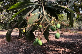 Navsari Mango: સતત અને સખત રીતે બદલતા વાતાવરણને કારણે કેરીના ખેડૂતોની ચિંતા વધી