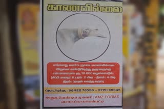 வளர்ப்பு நாய் காணவில்லை