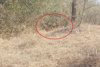 Panther seen in Khetri