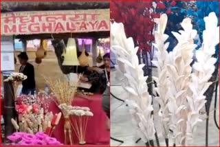 Softwood flowers at Surajkund mela