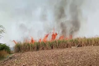 sugarcane crop destroyed due to fire