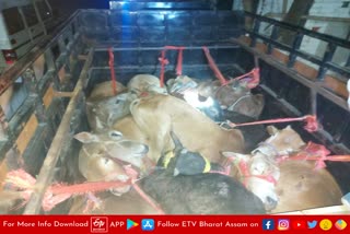 Cattle Smuggler arrested with Cattle in Kaliabor