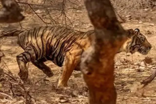 Karnataka Man Eater Tiger