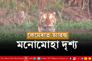 Tiger scene captured on camera in Kaziranga National Park