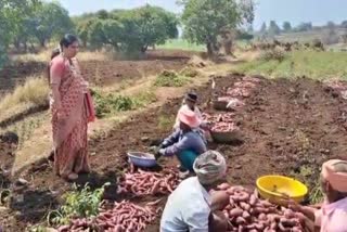 MLA Anjali Nimbalkar visited farmers land at Belagavi