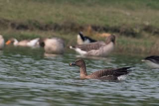 Tundra Bean Goose sighted in Panisala of North Dinajpur