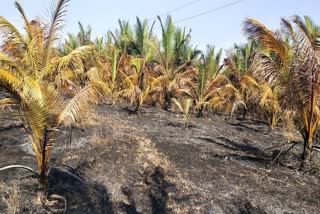 Four acres of crops were burnt